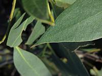 Eucalyptus oblonga (20)