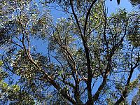 Eucalyptus oblonga (8)