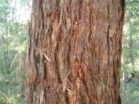 Eucalyptus microcorys bark, typical tan colour