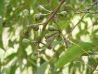 Eucalyptus microcorys fruit 
