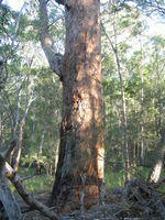 Eucalyptus microcorys old growth tree