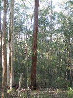 Eucalyptus microcorys young and straight trunked