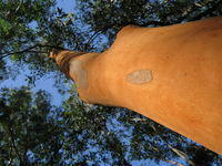 Eucalypts with smooth bark