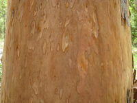 Angophora costata new bark