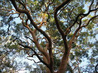 Angophora costata twisted branches