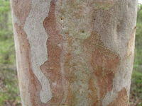 Angophora costata bark