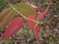 Angophora costata new leaves