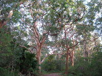 Angophora costata trees