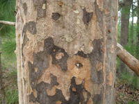 Corymbia maculata bark