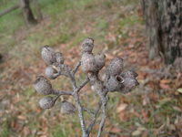 Corymbia maculata dry fruit 
