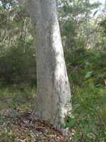 Corymbia maculata old growth trunk