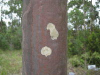 Corymbia maculata bark 