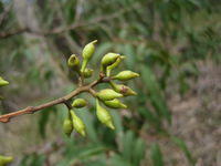 Corymbia maculata buds