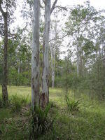 Eucalyptus amplifolia subsp amplifolia - Cabbage Gum