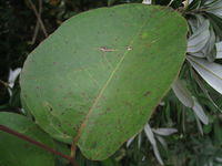 Eucalyptus amplifolia juvenile glossy 'cabbage' leaf