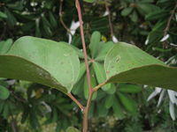 Eucalyptus amplifolia, juvenile leaves held open and upfacing 