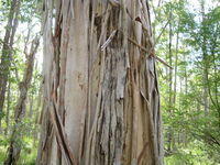 Eucalyptus amplifolia losing bark 