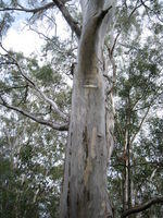 Eucalyptus amplifolia bluish mottled bark
