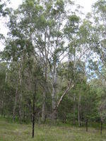 Eucalyptus amplifolia tree shape