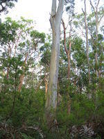 Eucalyptus amplifolia trunk with new cream bark