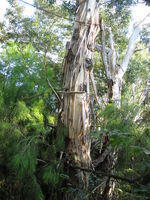 Eucalyptus amplifolia bark shedding in long curly strips