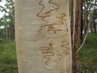 Eucalyptus haemastoma bark
