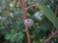 Eucalyptus haemastoma fruit showing the reddish (haema) opening (stoma) .JPG