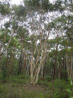 Eucalyptus haemastoma tree shape