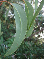 Eucalyptus haemastoma leaf