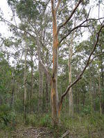 Eucalyptus propinqua tree shape