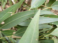 Eucalyptus propinqua paler underside of leaf