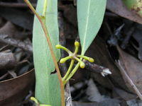 Eucalyptus racemosa subsp racemosa buds