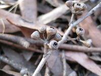 Eucalyptus racemosa subsp racemosa fruit 