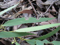 Eucalyptus racemosa leaf