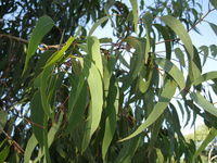Eucalyptus racemosa subsp racemosa branch