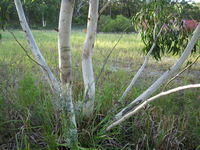 Eucalyptus racemosa subsp racemosa mallee form