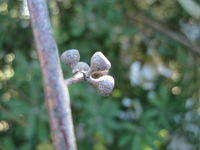 Eucalyptus racemosa subsp racemosa fruit