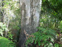 Eucalyptus tereticornis short rough bark at the base of the trunk seen on old trees