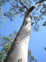 Eucalyptus tereticornis tree shape