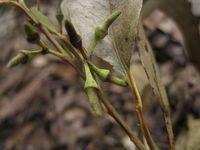 Eucalyptus tereticornis buds