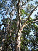 Eucalyptus tereticornis tree shape