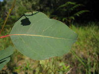 Eucalyptus tereticornis ovate juvenile leaf