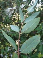 Eucalyptus tereticornis juvenile blue-green ovate leaves