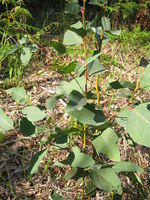 Eucalyptus tereticornis juvenile plant 