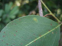 Eucalyptus tereticornis leaf with double intramarginal vein