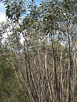 Eucalyptus luehmanniana - Yellow top mallee ash