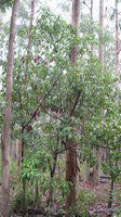 Alectryon subcinereus tree