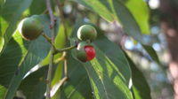 Alectryon subcinereus fruit