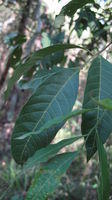 Alectryon subcinereus leaf