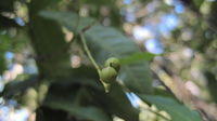 Alectryon subcinereus green fruit